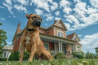 11 Fierce Dog Breeds That Guard The House Like It’s A Castle