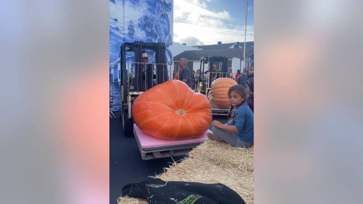 Half Moon Bay's world champion pumpkin weighs in at 2,346 pounds