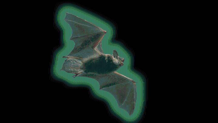 Some North American Bats Glow Green Under UV Light – But Scientists Aren’t Sure Why