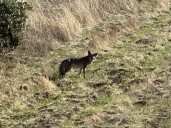 Coyote Having A Nice Lunch Off Rolling Woods Way In Concord (VIDEO)