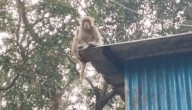 7 Injured In Attack By Rogue Monkey In Odisha’s Keonjhar