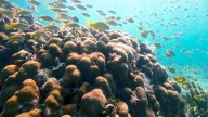 Por erosión, arrecifes coralinos del Caribe “pierden su capacidad de proteger costas”