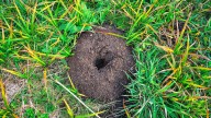Moles Vs Voles: How To Tell Which Pest Is Digging Holes In Your Yard