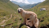 Hallado muerto el perro de la joven fallecida en Panticosa que se buscaba hace una semana