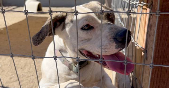 Tehachapi dog rescue urgently needs support after saving nearly 1,000 animals this year