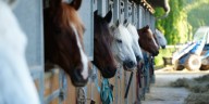 Nuevas reglas para la importación de equinos: más control, trazabilidad y eficiencia logística