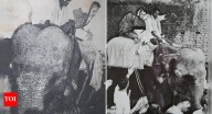 ‘It was raining ...’: Congress recalls Indira Gandhi’s 1977 Bihar visit; posts pics of her on elephant