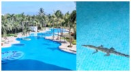 Turista encuentra cocodrilo en la alberca de Vidanta en Nuevo Vallarta