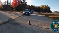 MSP troopers, DNR rescue injured hawk in Grayling parking lot. How they did it