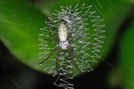 Por qué las arañas son los mejores decoradores de interiores