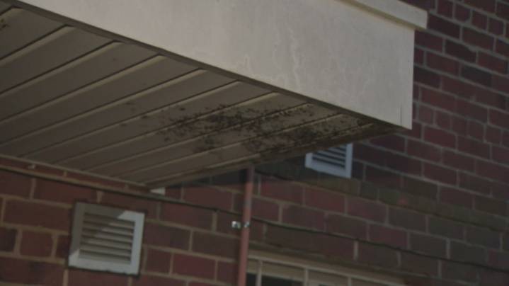 The hidden threat of mold and how to protect yourself