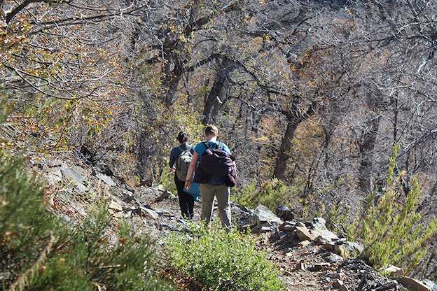 El entramado oculto bajo los bosques de lenga