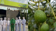 Procesadora del Quindío consolida presencia en diez mercados con exportaciones de aceite de aguacate
