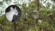Cali adquiere 120 cámaras trampa con inteligencia artificial, para monitorear animales silvestres