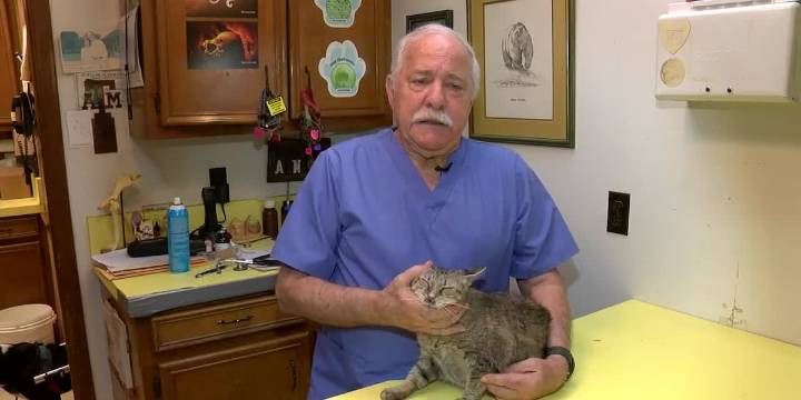 Vets warn of seasonal respiratory infections in pets