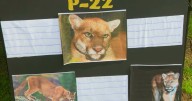 P-22 Day Festival celebrates beloved mountain lion and efforts to protect LA wildlife