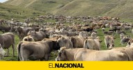 Los ganaderos estallan contra los gobiernos de Illa y Sánchez por la gestión de la dermatosis