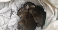 Edinburgh Airport security staff find two new-born rabbits 'with no mother in sight'