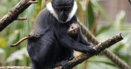 Adorable rare baby monkey born at zoo