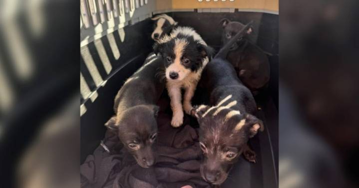 Five puppies abandoned in dumpster: Willoughby police