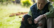Conservationist Jane Goodall, whose work revolutionized the study of primates, has died