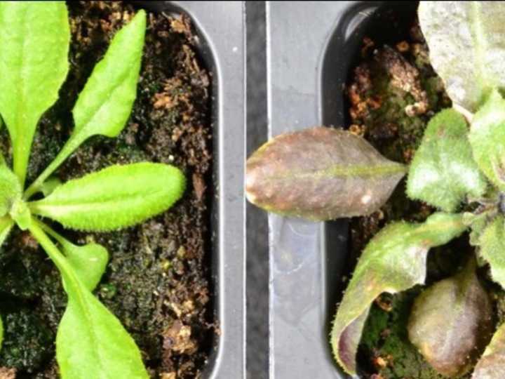 Descubrieron que las plantas producen su propia aspirina cuando sufren estrés