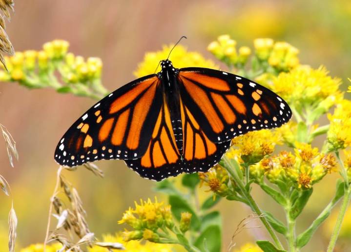 Una poderosa generación de mariposas monarca vive ocho veces más que sus padres y viaja 10 veces más lejos