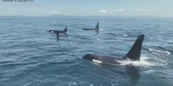 VIDEO: Endangered orca pod spotted by drone in Washington state