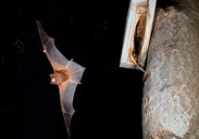 Se confirma que el murciélago más grande de Europa engulle a pájaros en pleno vuelo