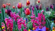 Saturday Gardening October 4
