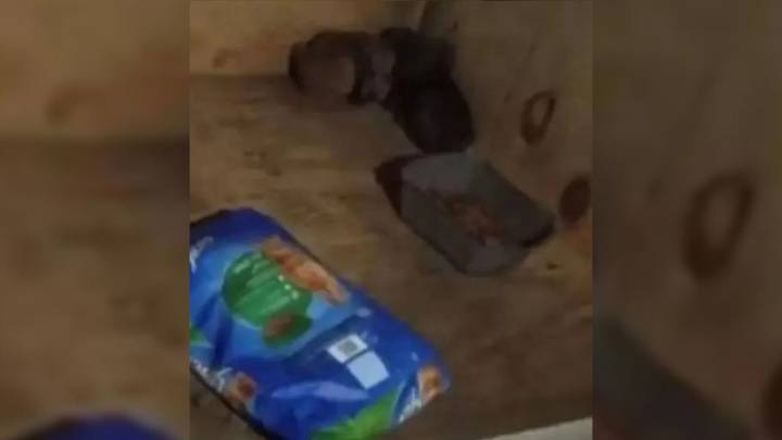 Georgia Shelter Workers Expect Kibble, Find A Heart-Tugging Surprise In Donation Box Instead