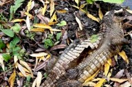 Mystery of crocodile in canal solved