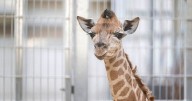 Baby giraffe being born at West Midlands Safari Park captured on CCTV