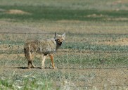 Three reported pet deaths in Broomfield attributed to coyotes, police say
