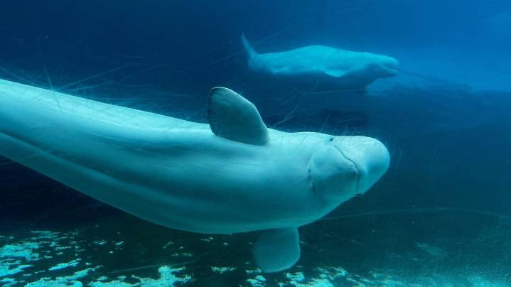 Canada denies Marineland's request to export its remaining beluga whales to China