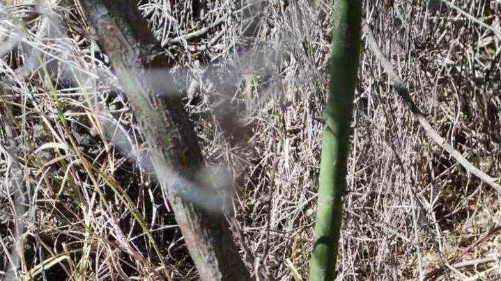 Grupo Vida localiza osamenta humana en Gómez Palacio tras denuncia anónima