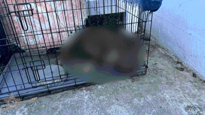 Dogs die after Florida man moves homes, leaves pets behind in summer heat: deputies