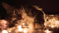 Le apodaban la “Dama de los Gatos” y le heredó más de un millón de pesos a los michis