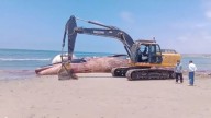 Tumbes: entierran a ballena azul de 25 toneladas que quedó varada en Punta Mero