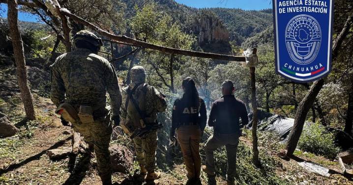 Destruyen 10 plantíos de mariguana en operativos simultáneos en Chihuahua
