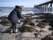 Gobierno de Australia dedica recursos a combatir algas tóxicas