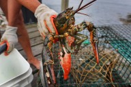 New England's Lobster Population Is in Decline. A New Report Says They're Overfished