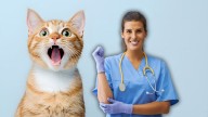 Especialistas revelan cómo se calcula realmente la edad de los gatos