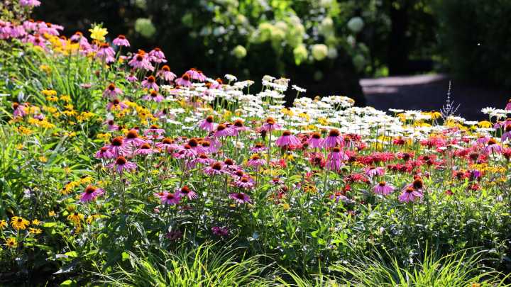 How To Make Your Coneflowers Last Literal Decades In Your Garden