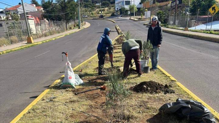 Gobierno de Parral reforesta camellones; buscan embellecer la ciudad y fomentar cultura ambiental