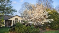 20 Stunning Dogwood Tree And Shrub Varieties That Belong In Your Yard