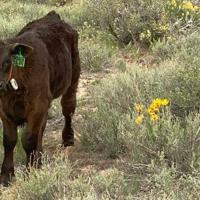 The Perfect Range Cow?