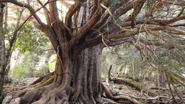 Árboles singulares, patrimonio natural 'enraizado' en el territorio