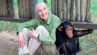 Murió a los 91 años la etóloga británica Jane Goodall, experta mundial en chimpancés