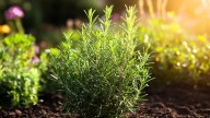 Cuántas horas de sol necesita la planta de romero en primavera para crecer fuerte y sana